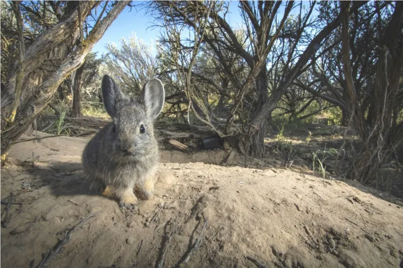 Endangered Species Act protections for pygmy rabbits? Groups sue Trump administration over missed deadlines.