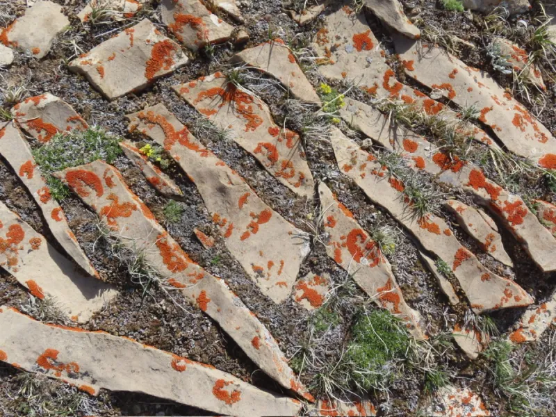 Wordless Wednesday: Lichen Them Rocks!