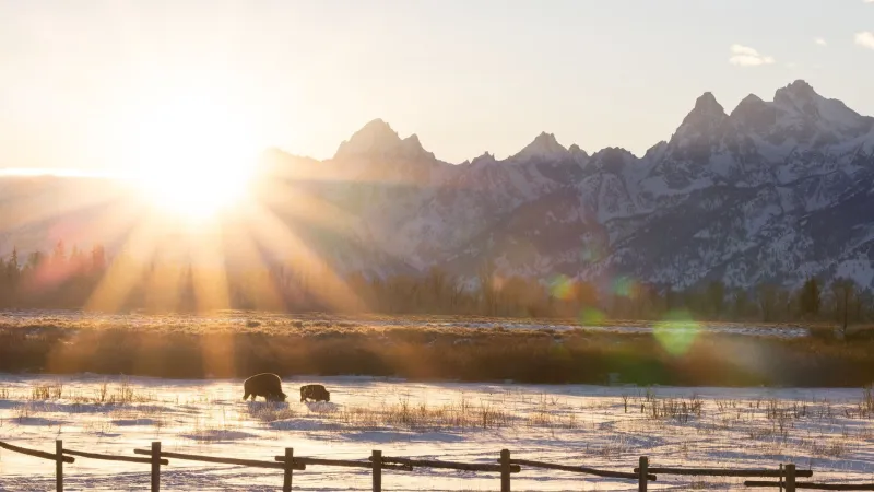 Wildlife museum to celebrate influence of bison at free event tonight