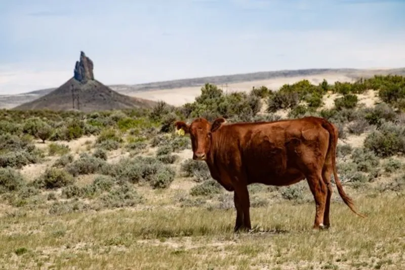 You Must See Wyoming's Red Desert - It's AMAIZING!