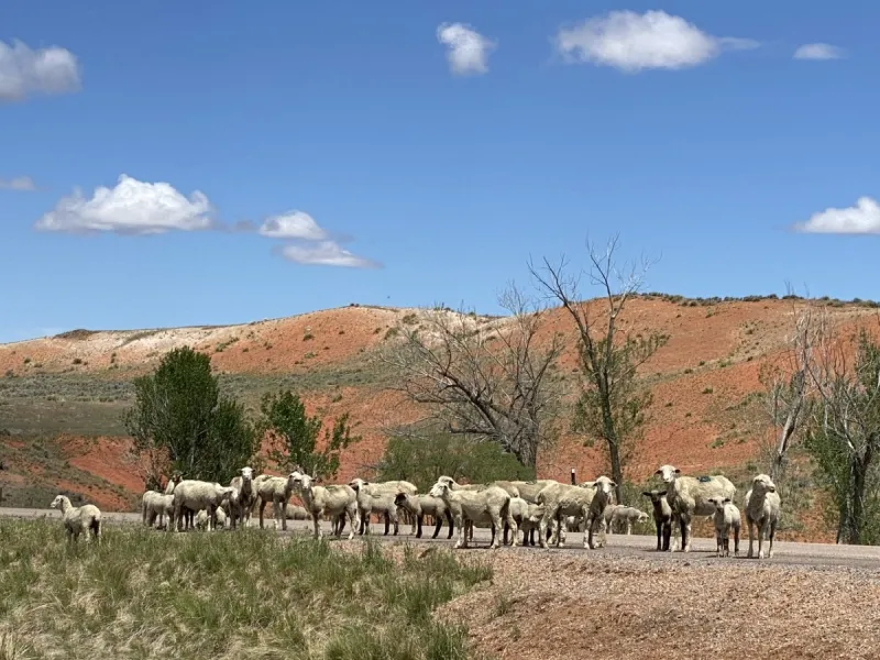 Sheep!