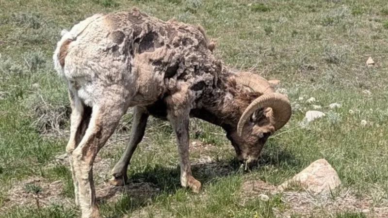 SNAPPED: Molting season in GTNP