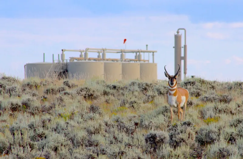 Wyoming's 'Path of the Pronghorn' is a signature away from protections fought over for a quarter century