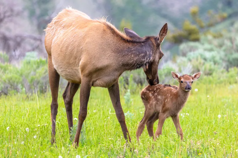 Yellowstone reminds park attendees that elk calving season has begun