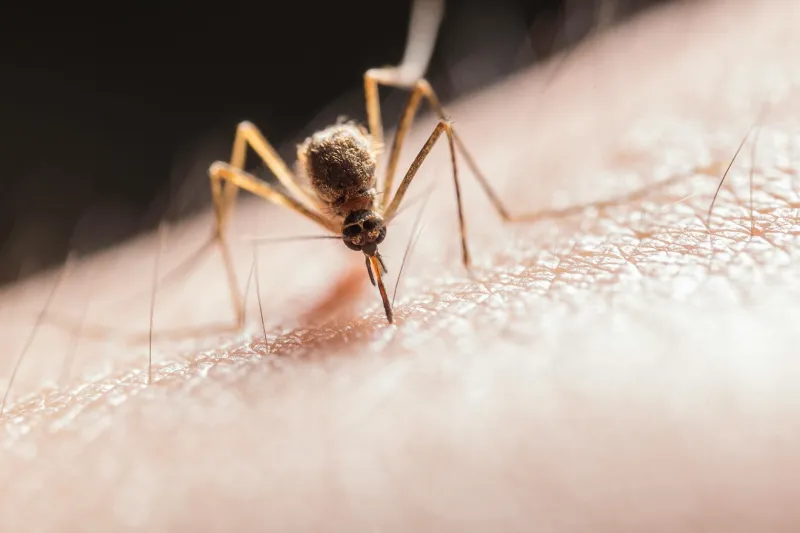 Protect against mosquitos to avoid West Nile virus