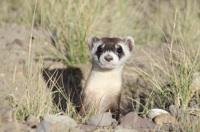 Game and Fish asks public to comment on State Wildlife Action Plan