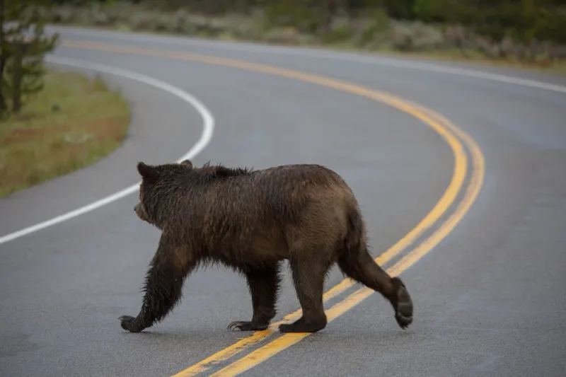 GTNP closes Hermitage Point area due to bear activity