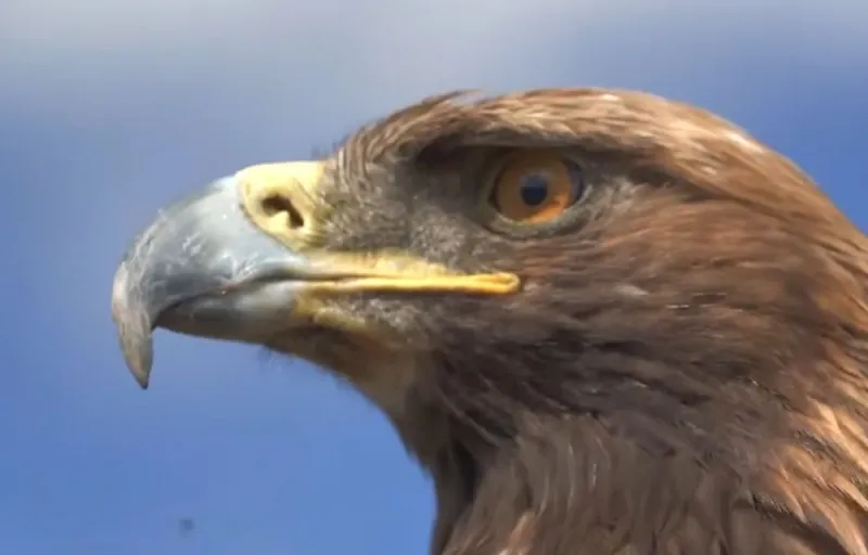 Put Wyoming's Golden Eagle On The Endangered Species List