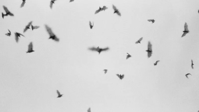 First rabies case of 2026 confirmed in Sheridan County bat