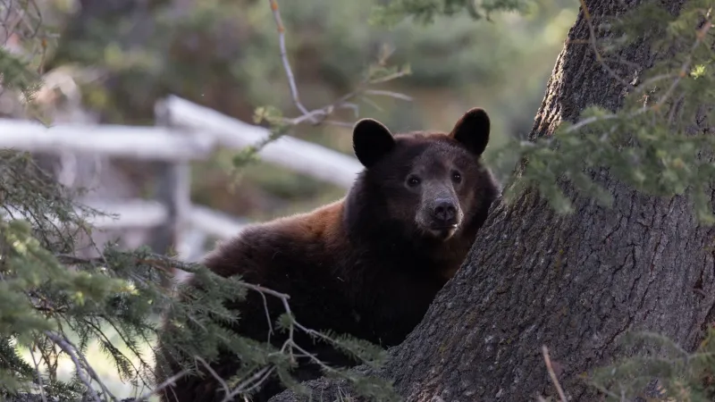 Young black bear spotted strolling through Miller Park on Friday morning