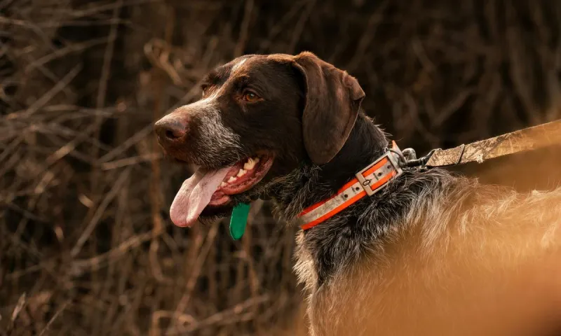Tracking Dogs Can Helping Wyoming Hunters Find Their Game