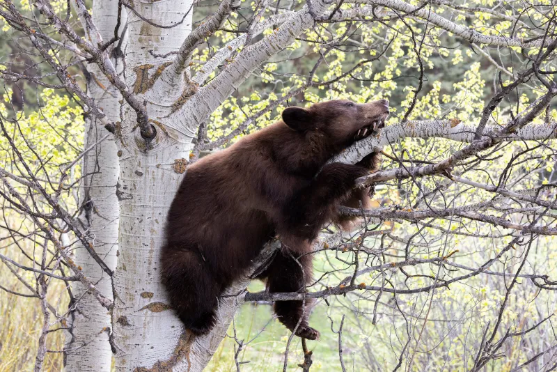 Black bear spotted on Town Square relocated to national forest land