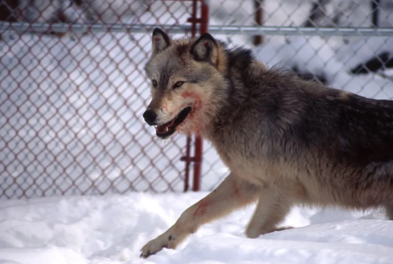 'Canadian superwolf'? Nope. So then why are Yellowstone wolves 50% heavier than Great Lakes wolves?