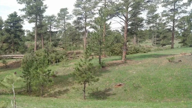 SVI Radio Interview: Kelly Norris, Wyoming State Forester