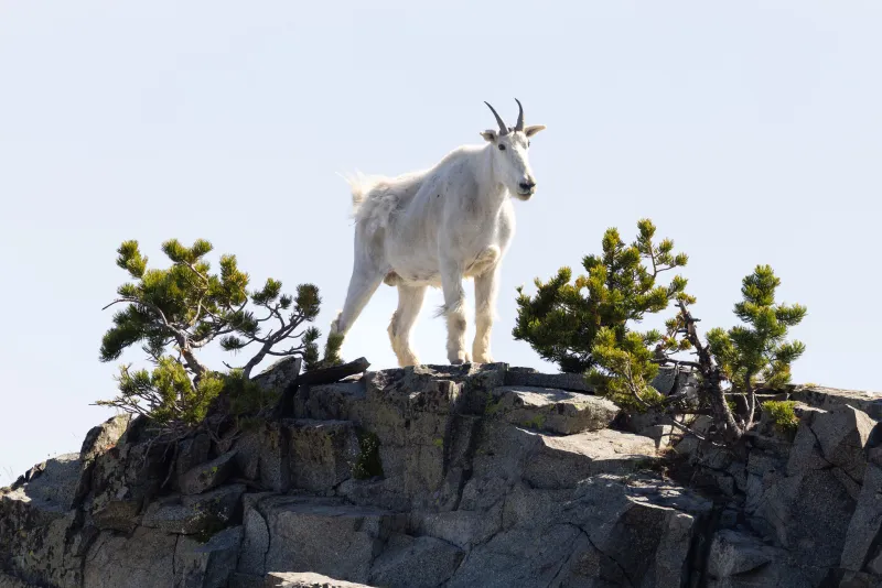 Logging project near Yellowstone could threaten wildlife habitat and tourist-dependent businesses
