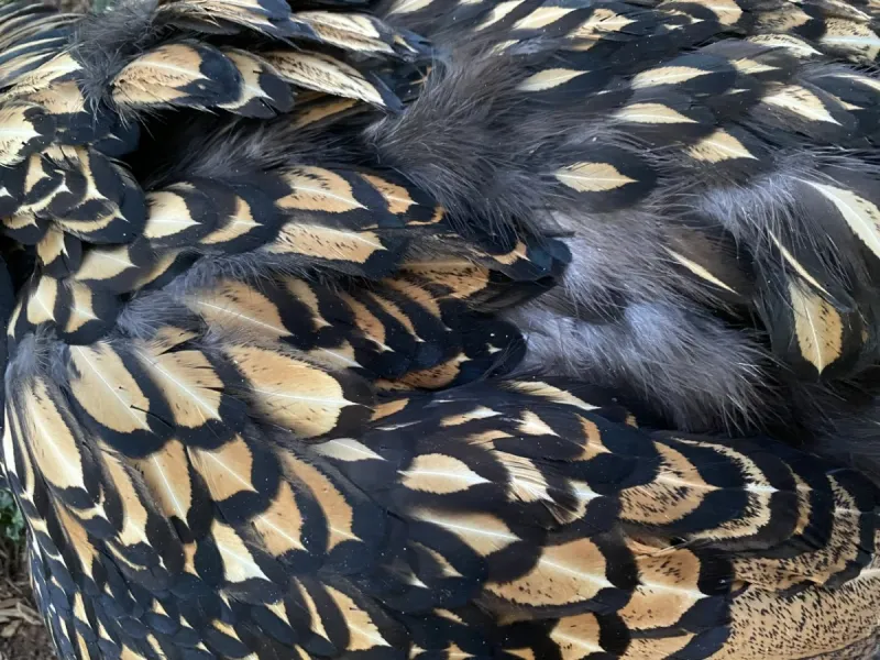 Wordless Wednesday: Golden Laced