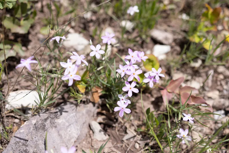 A beginner's guide to Teton wildflowers