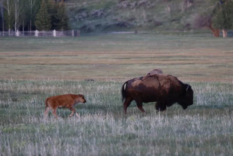 SNAPPED: Red dog trots behind bison mama