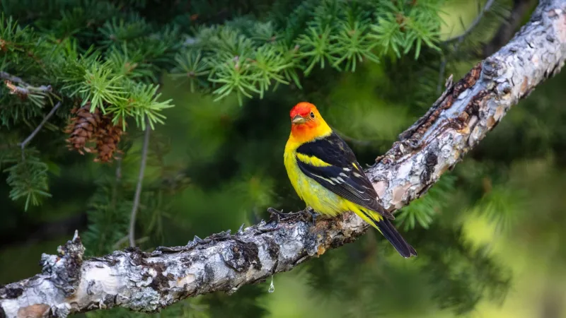 Make way for migrating birds