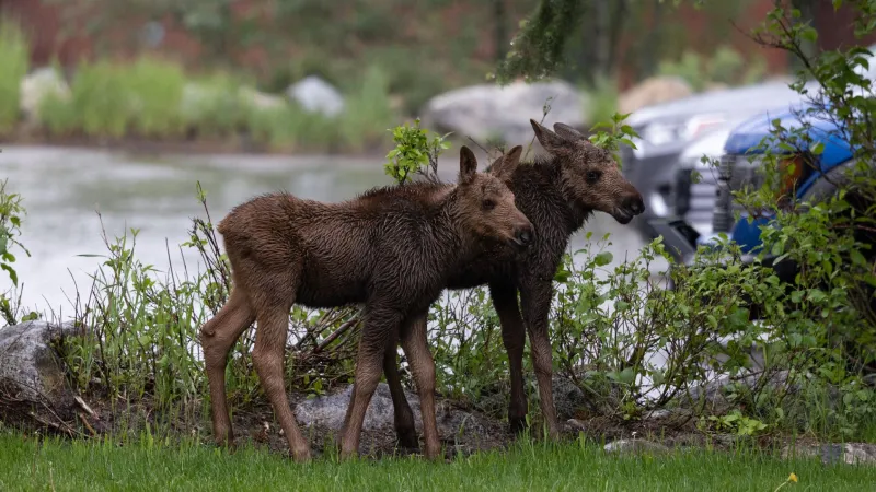 SNAPPED: Twice-as-cute twin moose calves stick close to mom