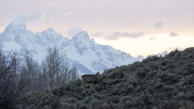 Mule Deer 665 makes migration trek while pregnant with twins
