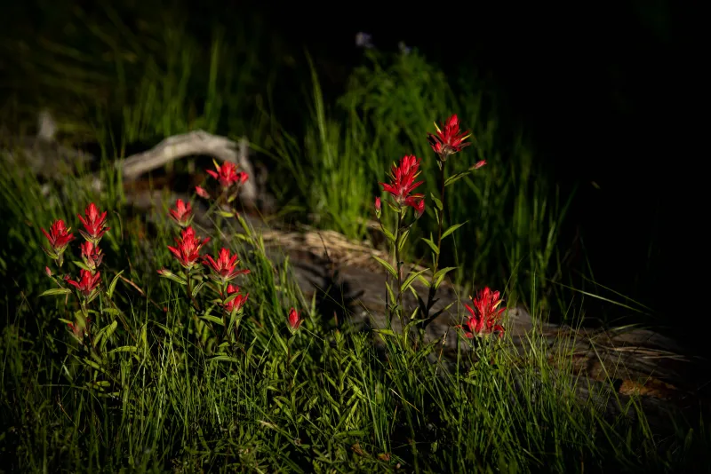 Get to know Wyoming's state flower