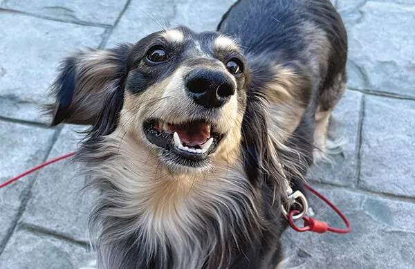 2026 Cutest Pet Contest winners