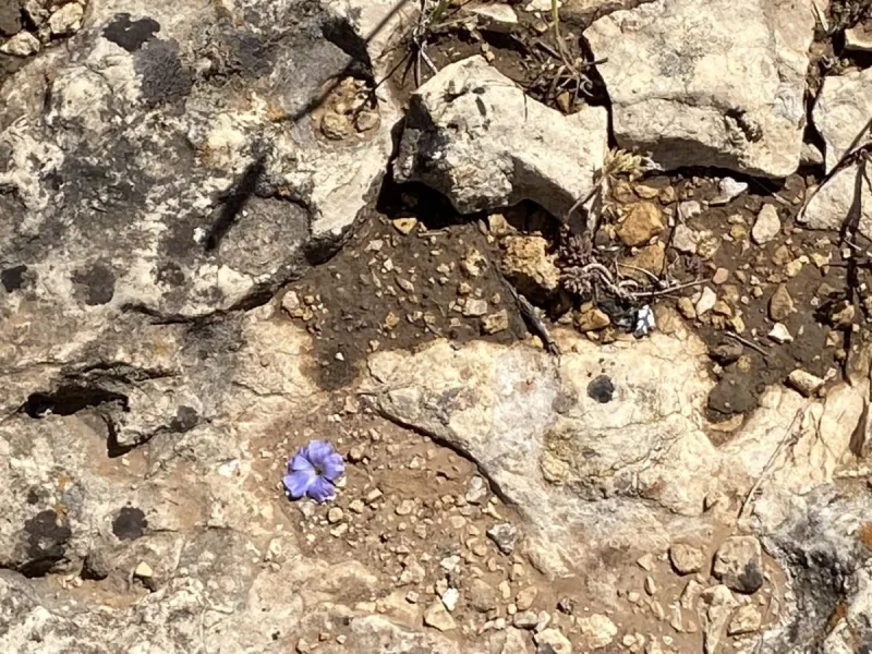 Wordless Wednesday: Flax Petals