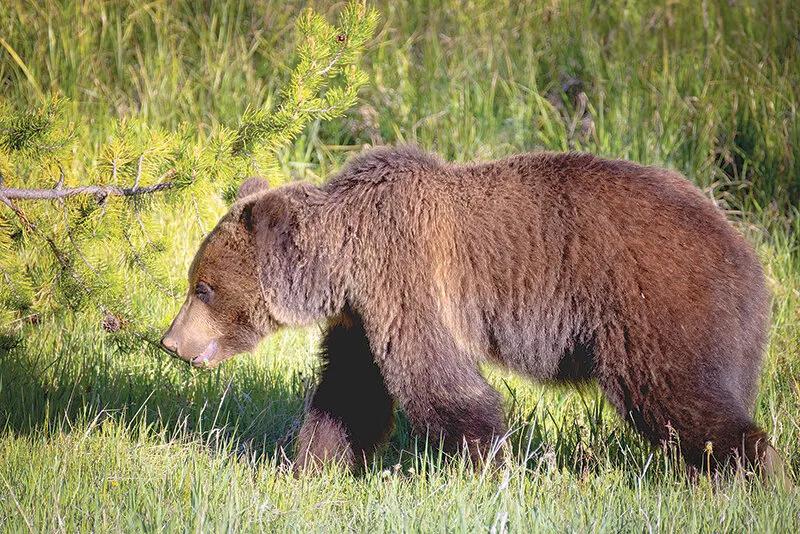 Grizzly conflicts increase