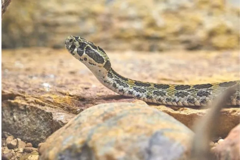 Wyoming Highway Patrol Helps Motorist With SSSlithering Hitchhiker
