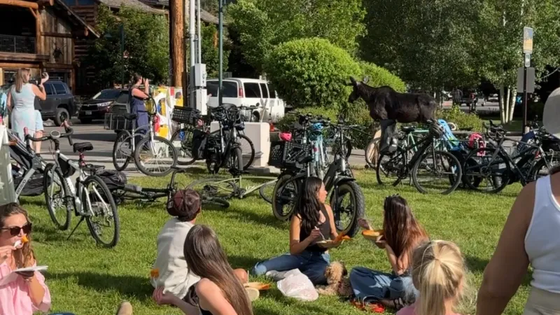 SNAPPED: Moose trots through People's Market