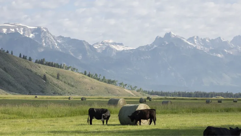 Gordon hosts panel on New World screwworm; no outbreaks in Wyoming
