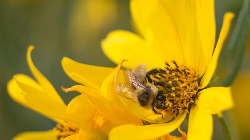 Final Destination? Reports say truck full of bees tips over in Yellowstone