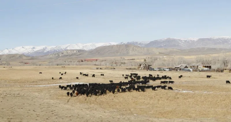 Severe drought stresses Wyoming ranches, agriculture