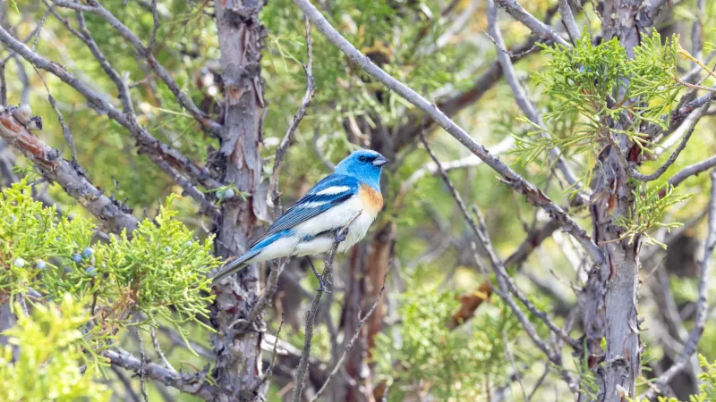 SNAPPED: Lazuli bunting brings shock of blue to Yellowstone landscape