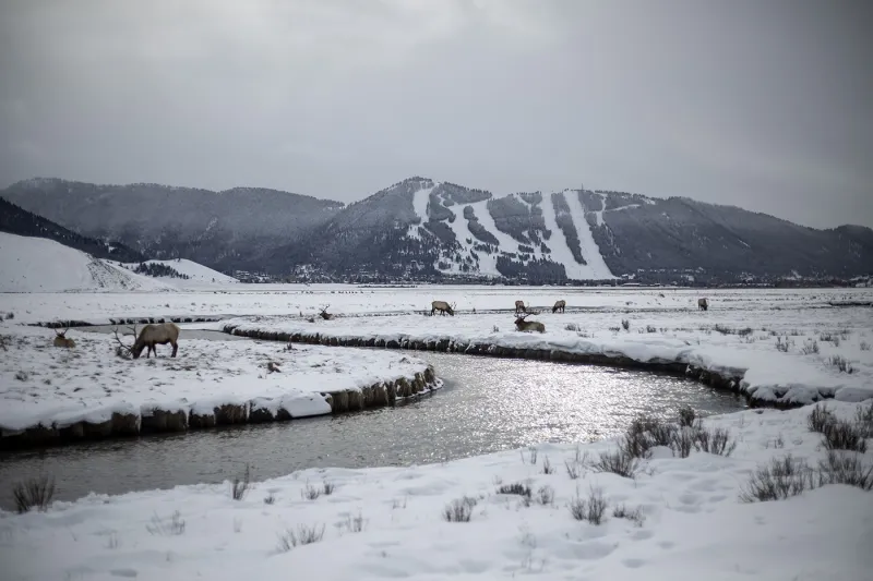 Teton County considers testing water for chronic wasting disease