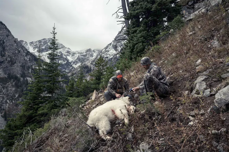 Wanted dead or alive: the Teton Range's few remaining mountain goats