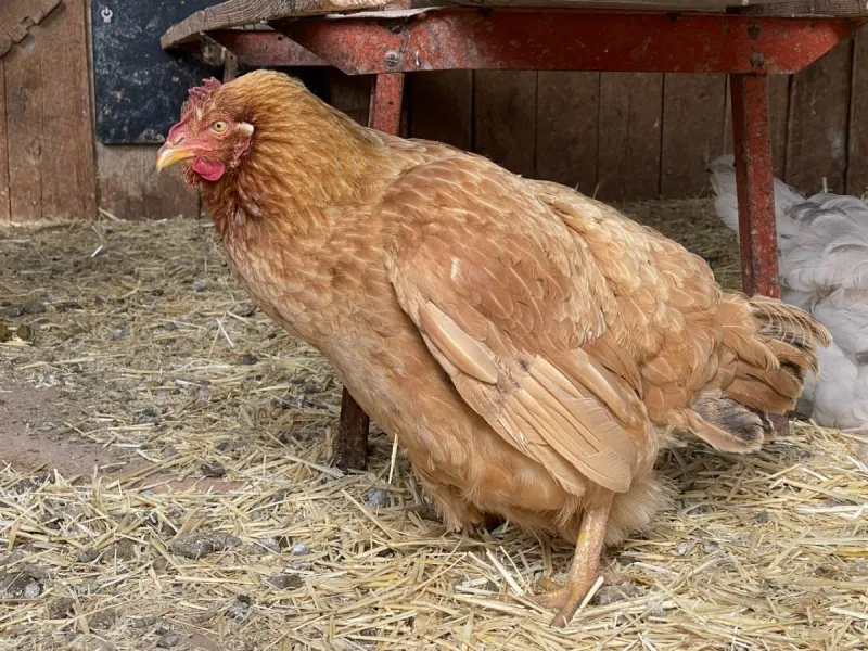 Egg Bound