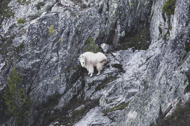 Wanted dead or alive: The Teton Range's few remaining mountain goats