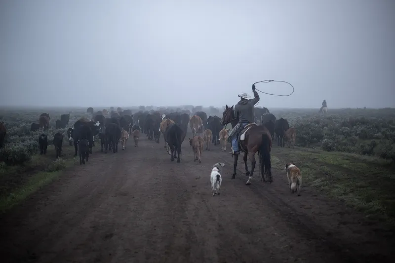Western stockgrowers cheer loosened grazing regs on public land as feds slash rangeland staff