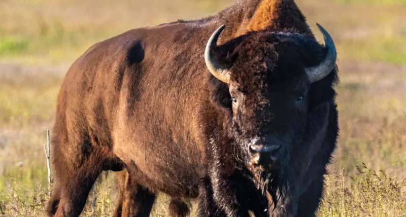 12-year old injured in Yellowstone bison attack Friday