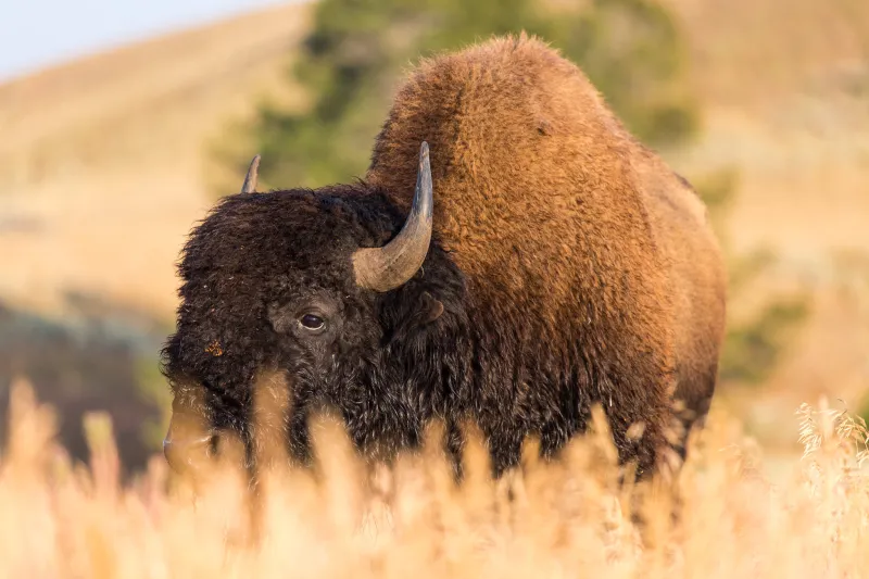 12-year-old injured in Yellowstone bison encounter