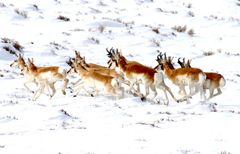 At 6,000-year-old crossing, Gov. Gordon OKs Wyoming's first-ever designated pronghorn migration route