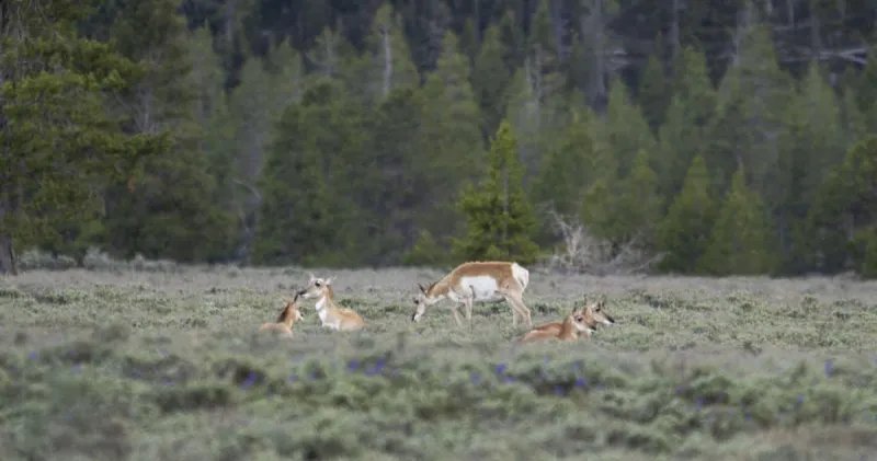 After years of debate, Gov. Gordon protects 'Path of the Pronghorn'
