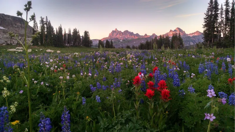Grand Teton National Park: Please don't take a pocketful of posies