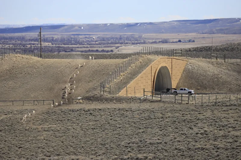 At last, the Sublette Pronghorn Herd's migration is protected.
