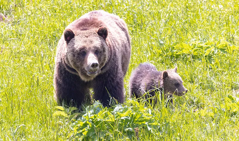 Tips for visiting Yellowstone this Fourth of July