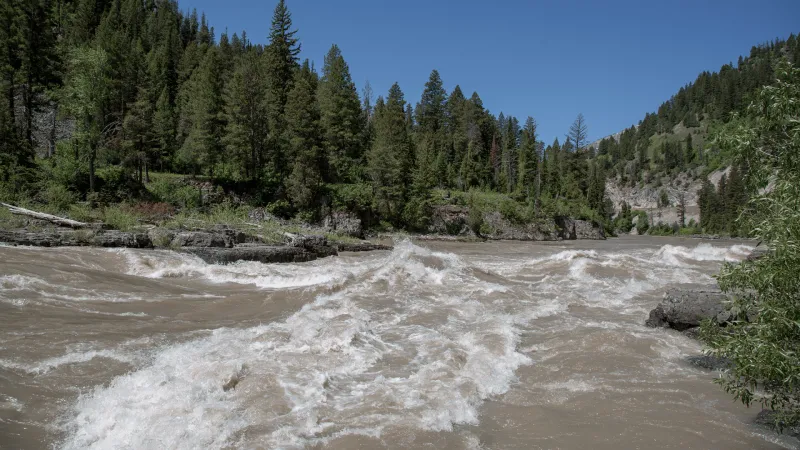 Tree lodged in Snake River; caution advised for holiday weekend