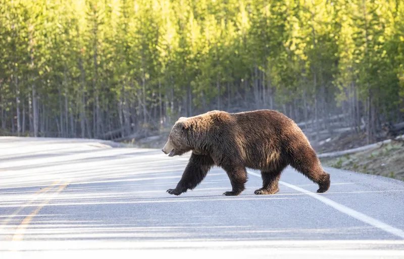 Subadult grizzly relocated to drainage near Yellowstone's eastern border