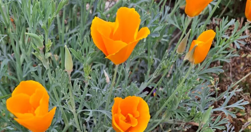 Poppies delight in color and cost